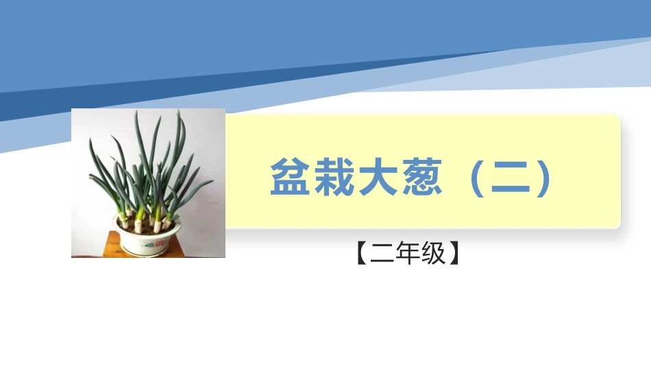 盆栽大葱（二）（课件）-二年级劳动教育“小农庄”（校本课程）.pptx_第1页