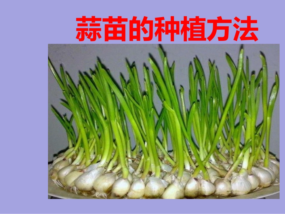 三年级综合实践活动课件-蒜苗的种植方法 全国通用（共20张PPT）.pptx_第1页