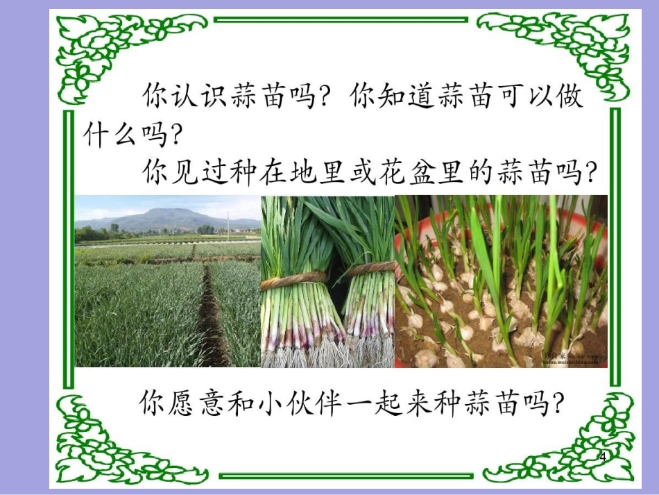 三年级综合实践活动课件-蒜苗的种植方法 全国通用（共20张PPT）.pptx_第2页