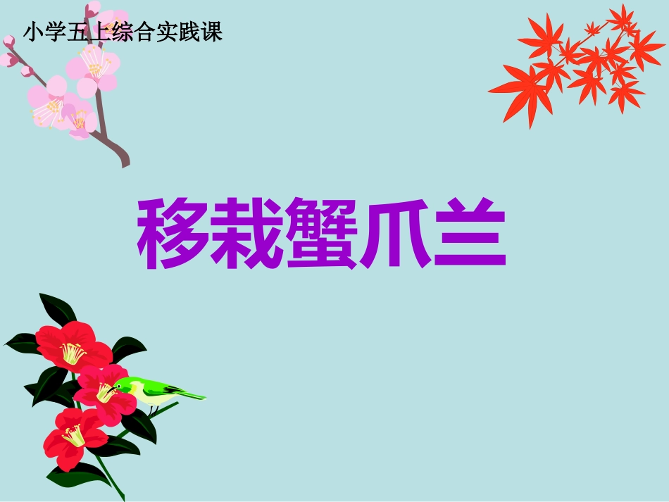 五年级综合实践活动课件-移栽蟹爪兰 全国通用（共20张PPT）.pptx_第1页