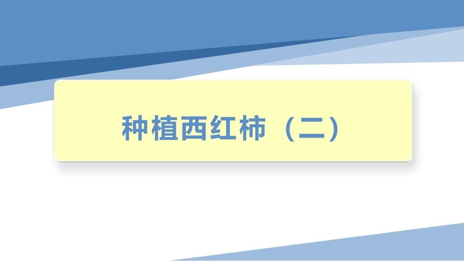 种植西红柿（二）（课件）-四年级劳动教育“小农庄”（校本课程）.pptx_第1页