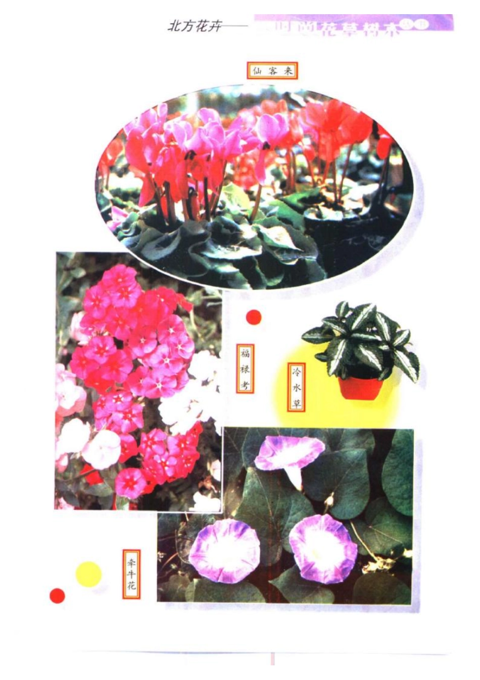 2025年农业领域资料：北方花卉.pdf_第1页