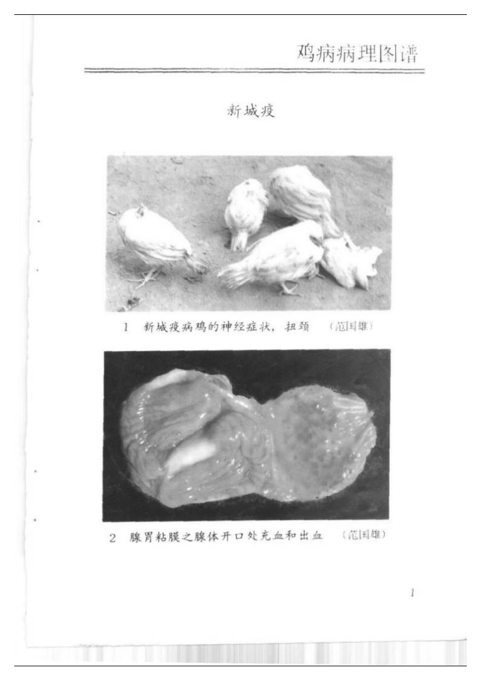 2025年农业领域资料：鸡病诊断图册.pdf_第3页