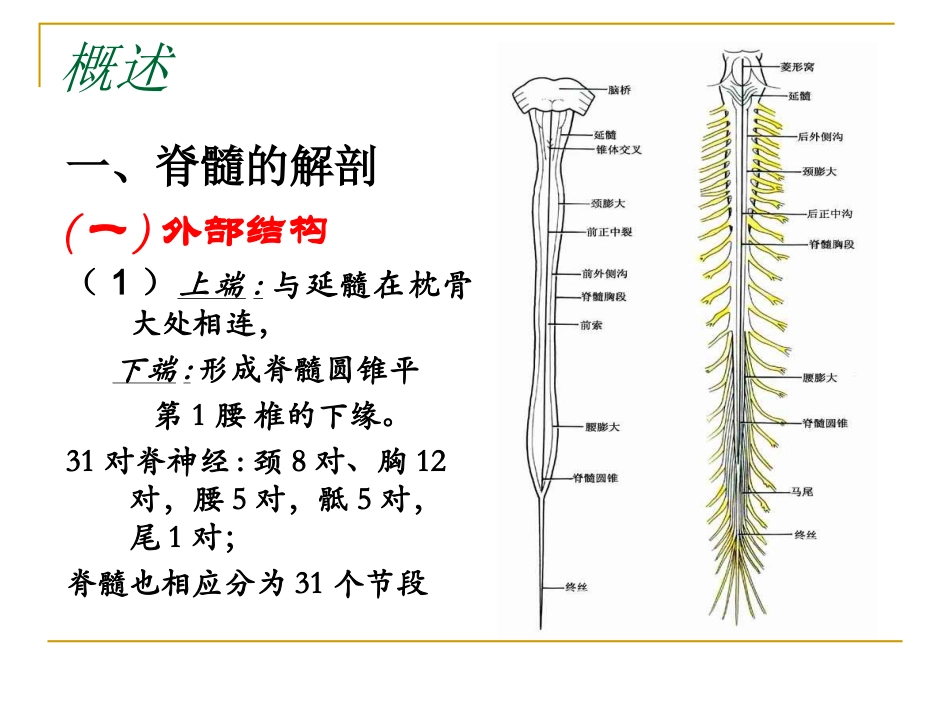 2025年医学资料：5年制脊髓病.PPT_第3页