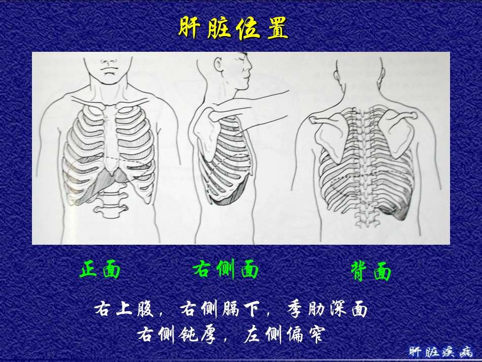 2025年医学资料：10)级放射口腔肝脏疾病.ppt_第3页