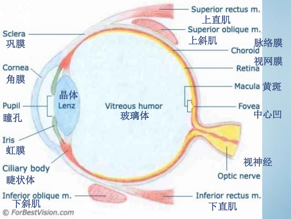 2025年医学资料：10)葡萄膜炎.ppt_第2页