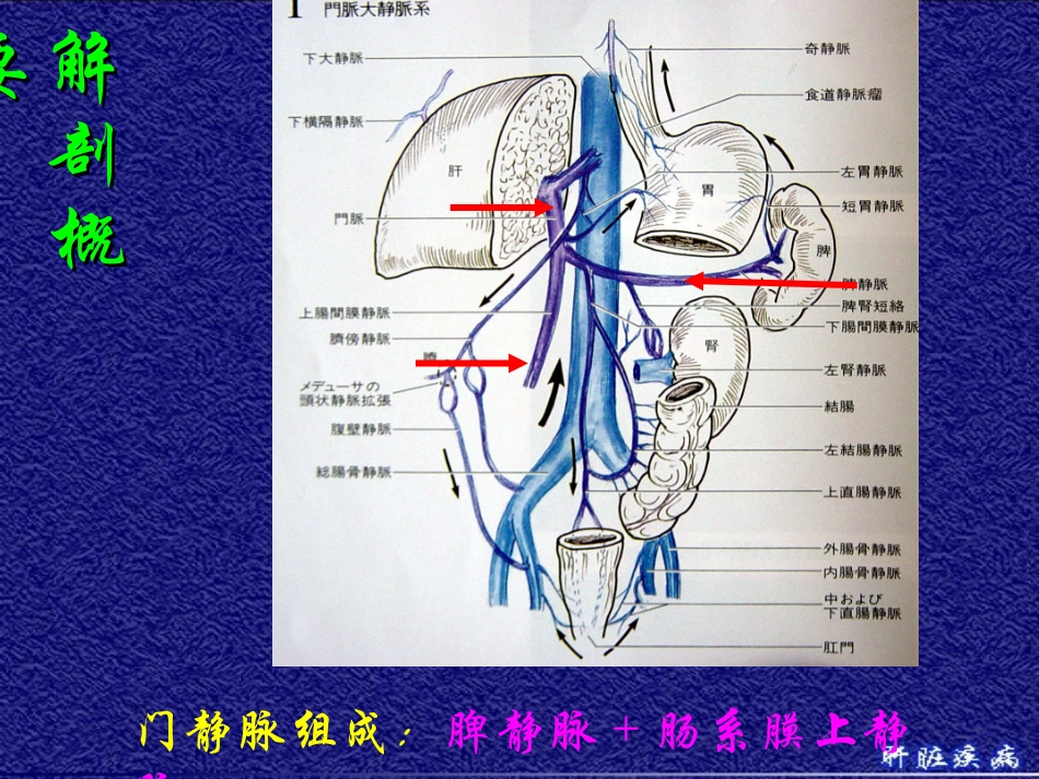 2025年医学资料：11)门脉高压症.ppt_第3页