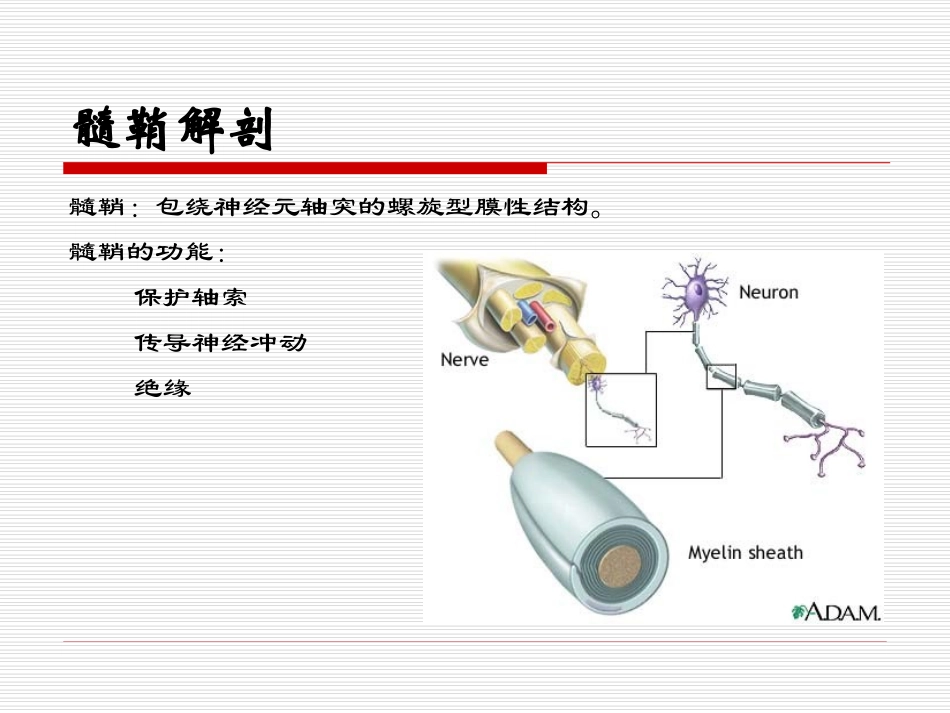 2025年医学资料：15)ms(1).ppt_第3页