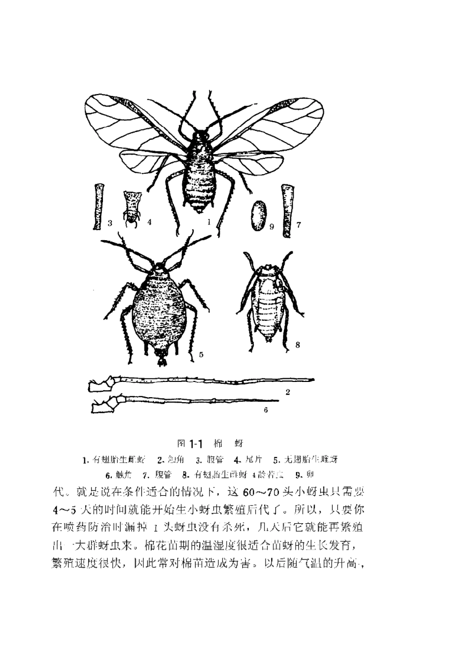 2025年农业领域资料：棉花病虫害防治实用技术.pdf_第2页