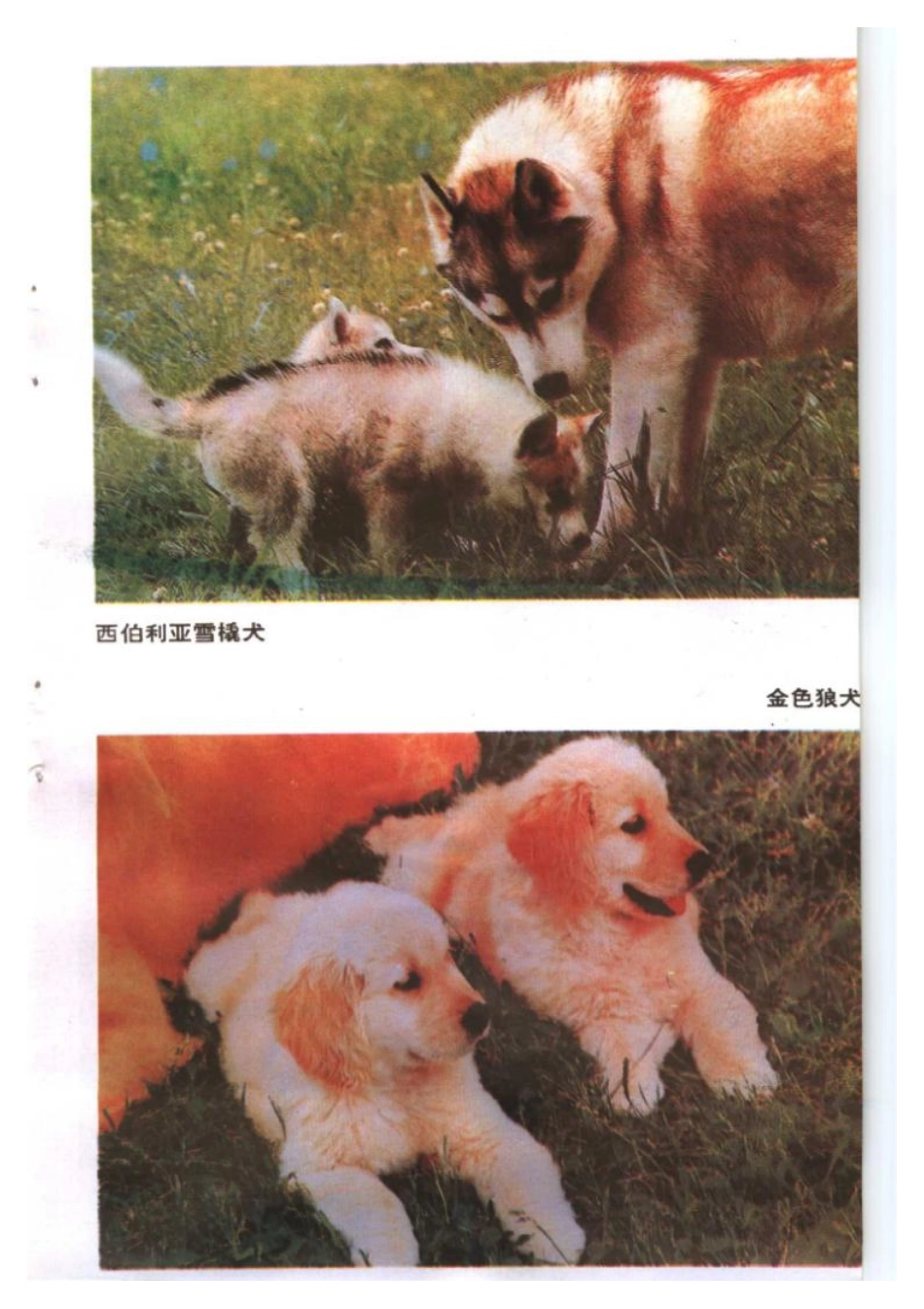 2025年农业领域资料：名犬饲养200问.pdf_第3页