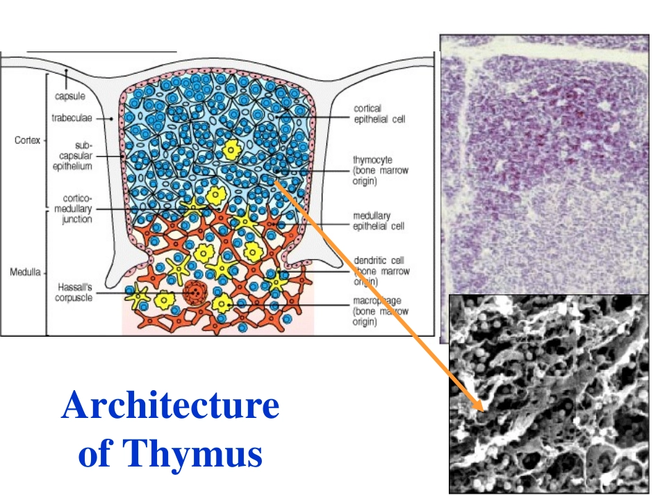 2025年医学资料：JHHistology.ppt_第2页