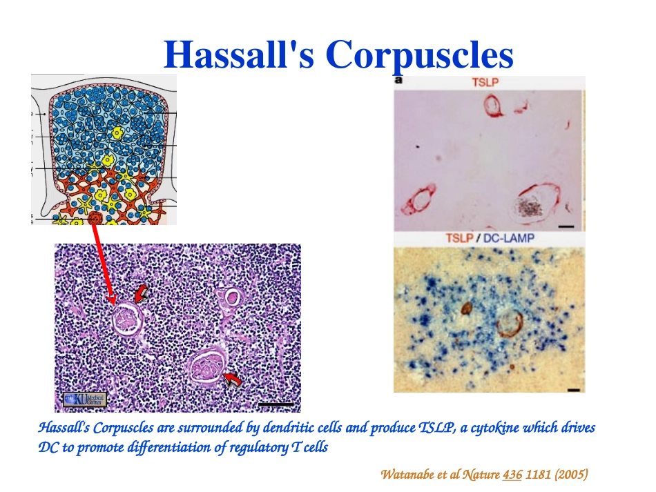 2025年医学资料：JHHistology.ppt_第3页