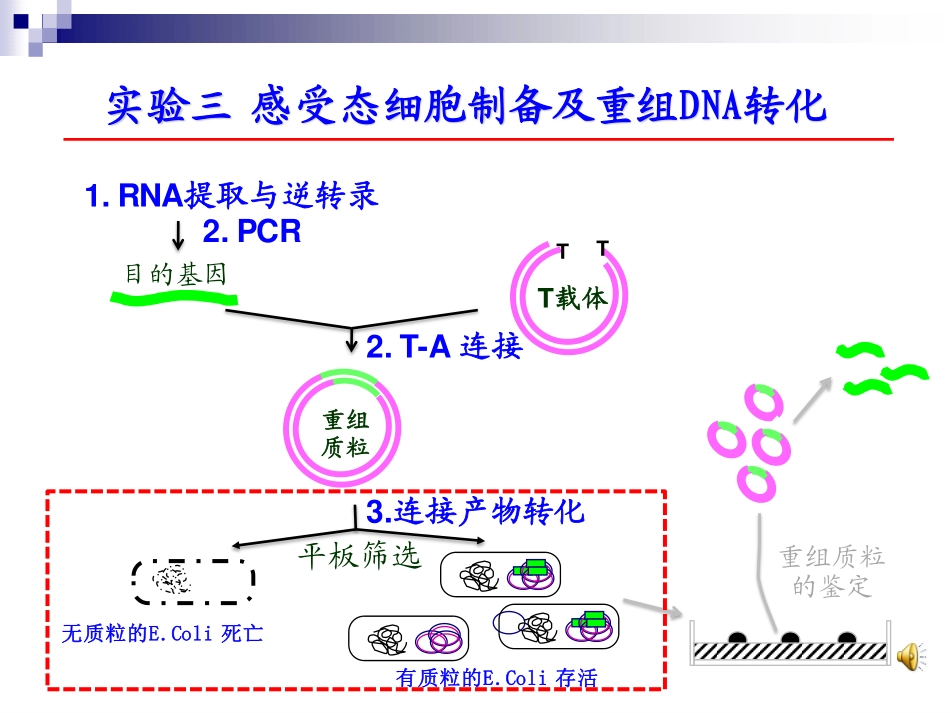 2025年医学资料：第三次课 感受态制备 转化.pdf_第2页