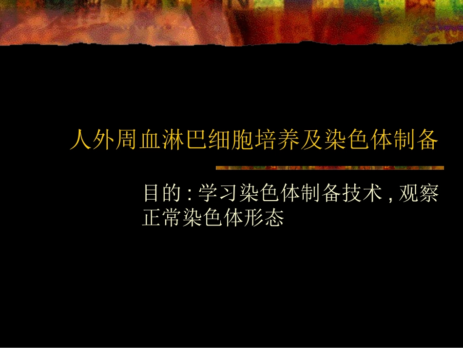 2025年医学资料：人外周血淋巴细胞培养及染色体.ppt_第1页