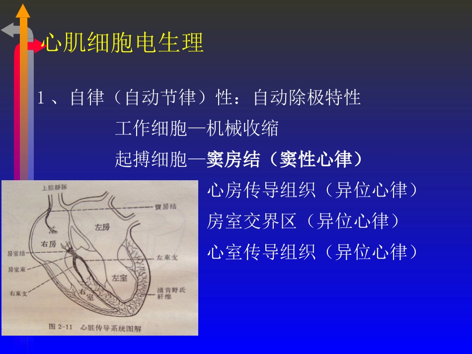 2025年医学资料：心电图－第四次课.ppt_第2页