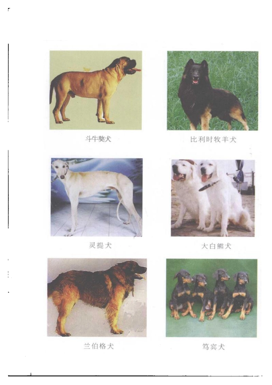 2025年农业领域资料：舍饲肉犬.pdf_第2页