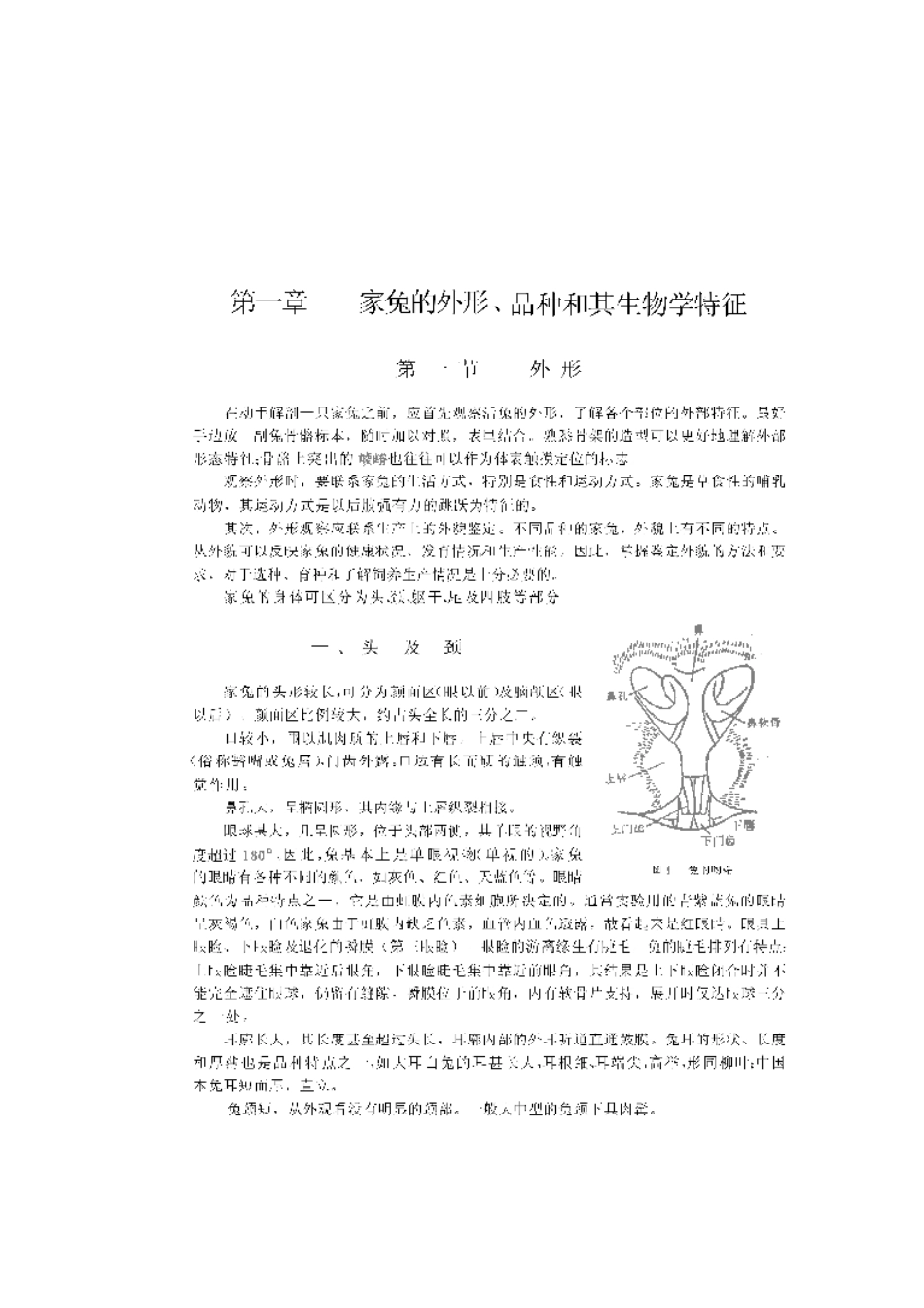 2025年农业领域资料：兔的解剖.pdf_第1页