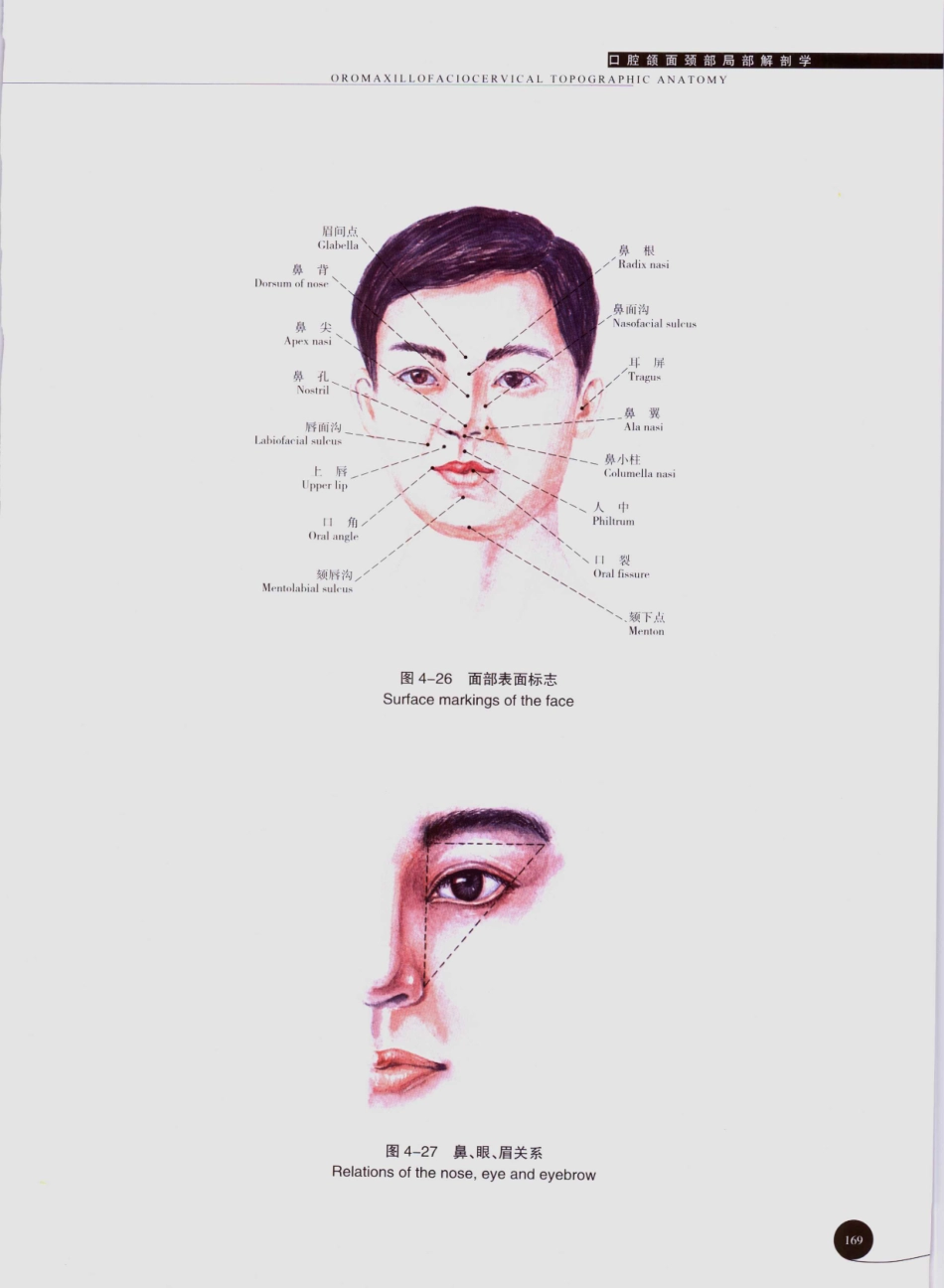 2025年医学资料：口腔解剖学彩色图谱05.pdf_第3页