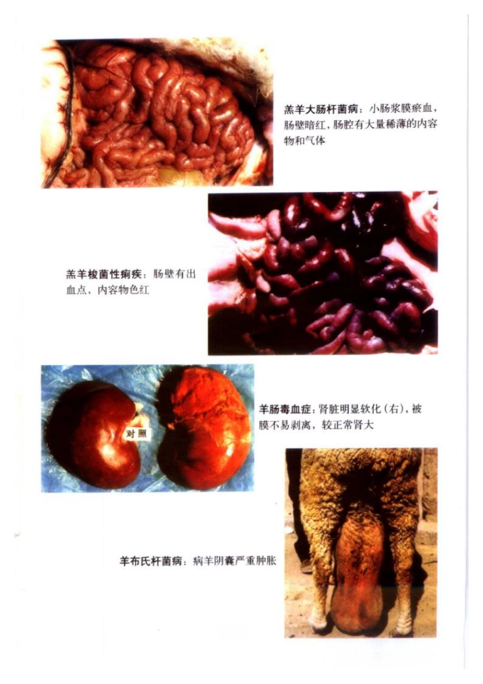 2025年农业领域资料：有机牛羊肉生产.pdf_第1页