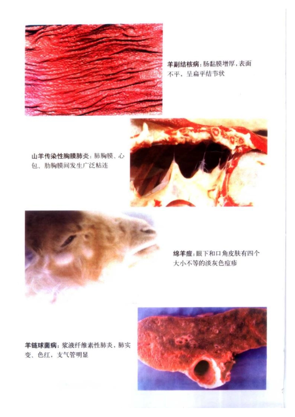 2025年农业领域资料：有机牛羊肉生产.pdf_第2页