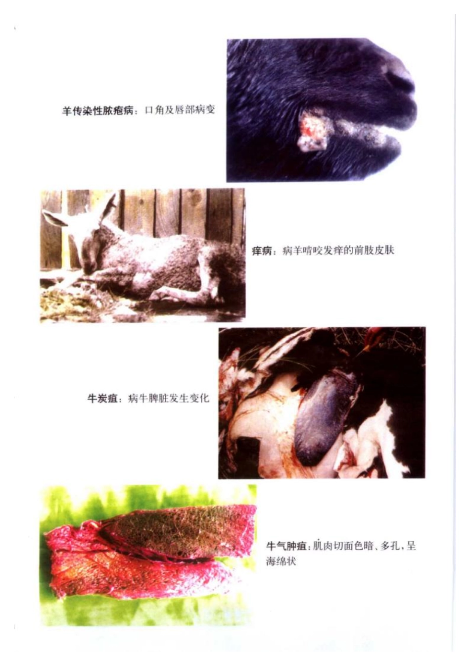 2025年农业领域资料：有机牛羊肉生产.pdf_第3页