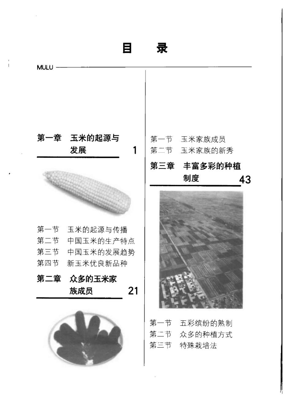 2025年农业领域资料：玉米与现代生活保健.pdf_第1页