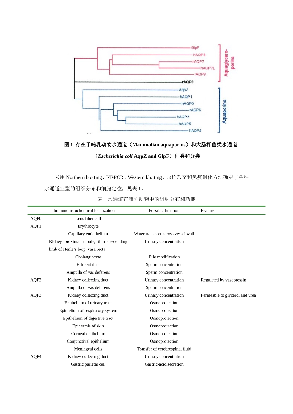 2025年医学资料：第二十四章  利尿药和脱水药.doc_第3页