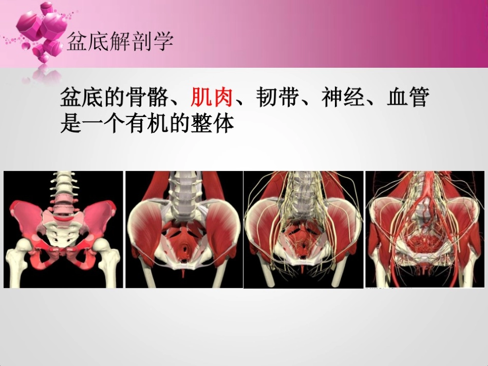 2025年医院康复治疗：盆底康复治疗.ppt_第2页