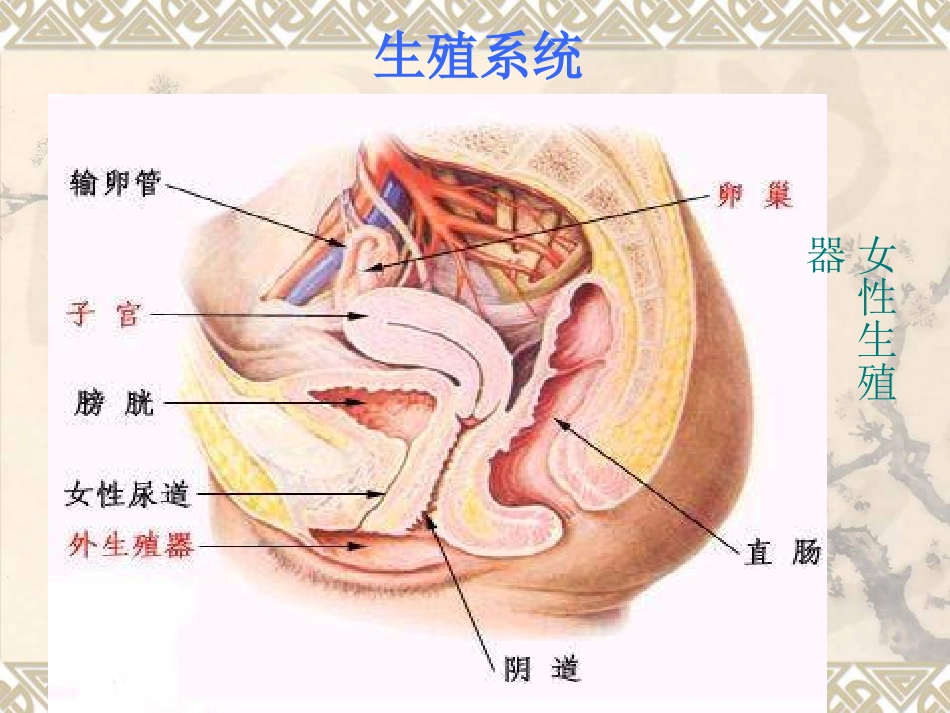 2025年初中心理教育课件：初中班会青春期卫生.ppt_第2页