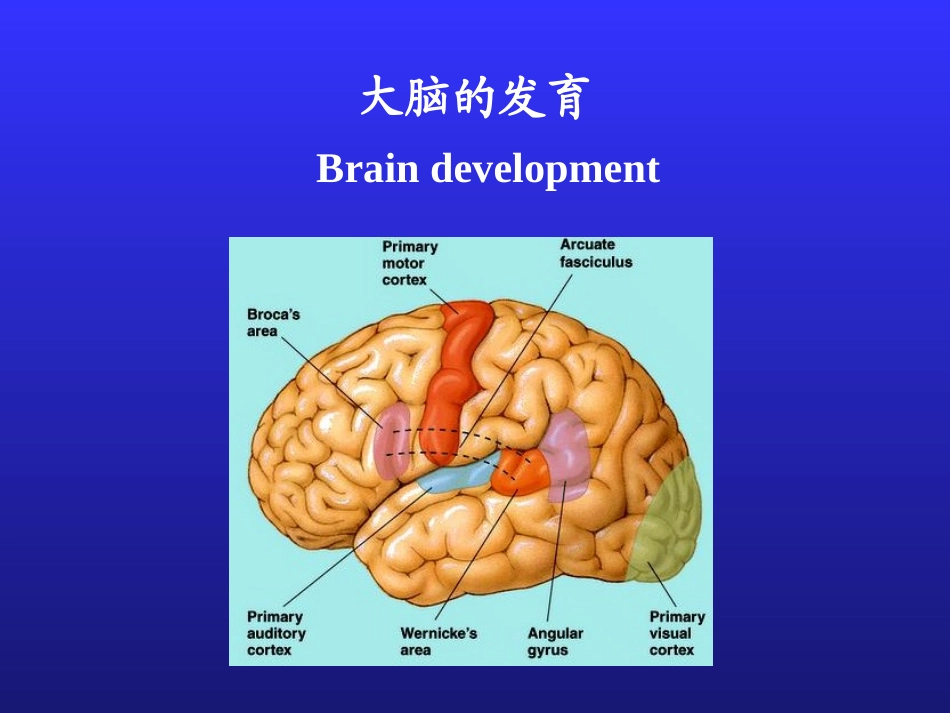 2025年慢性病知识讲座：儿童神经心理发育.ppt_第2页