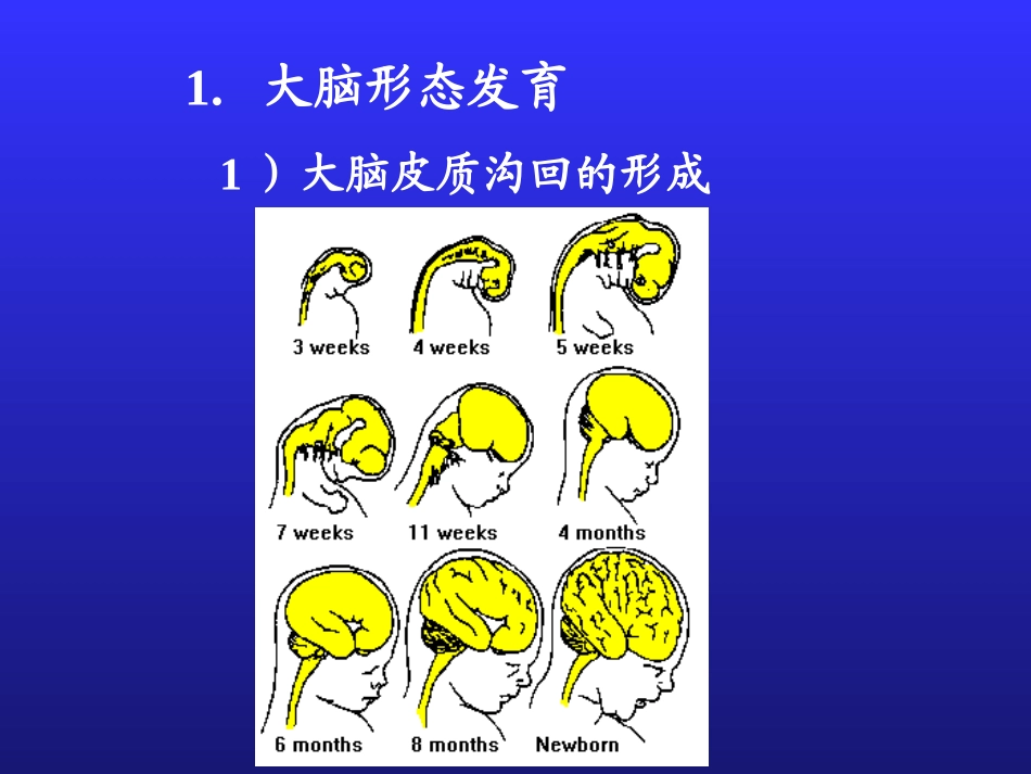 2025年慢性病知识讲座：儿童神经心理发育.ppt_第3页