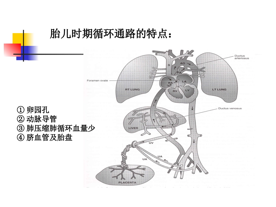 2025年慢性病知识讲座：先天性心脏病.ppt_第2页