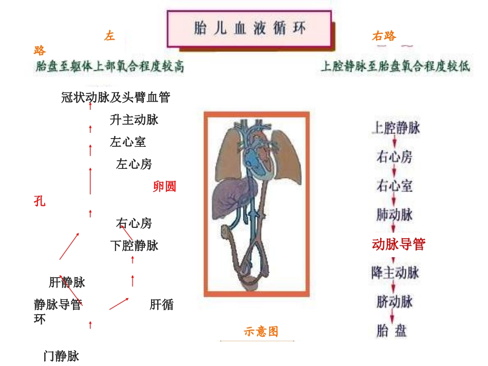 2025年慢性病知识讲座：先天性心脏病.ppt_第3页