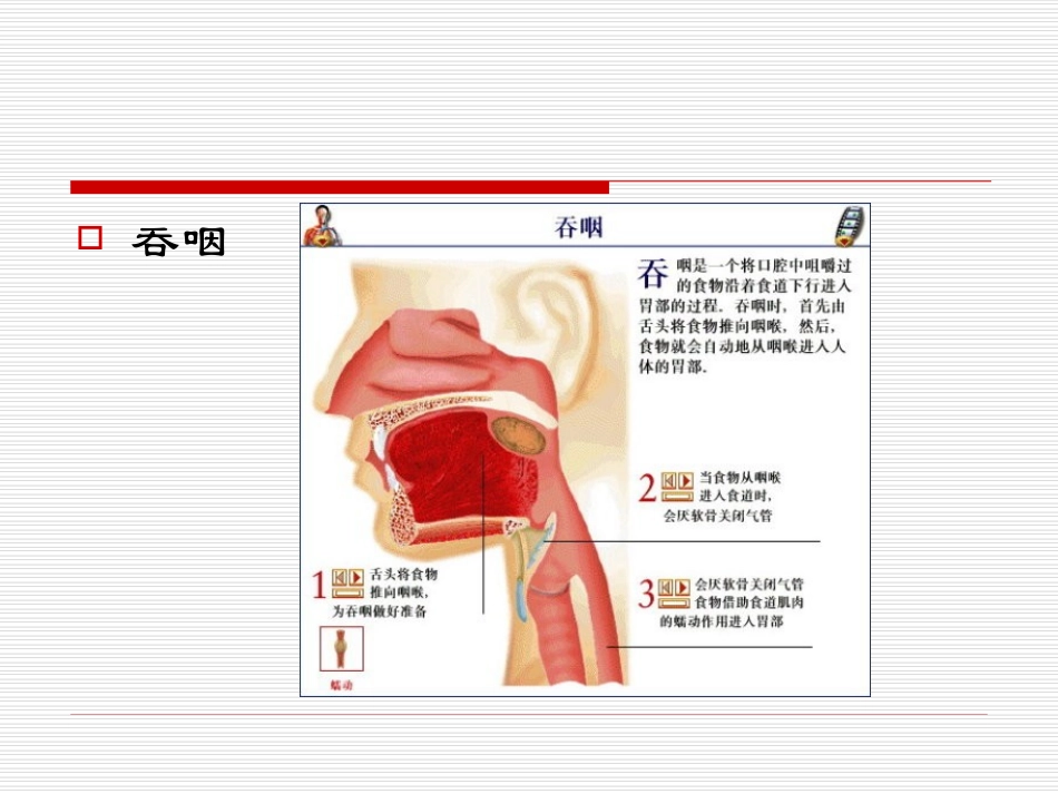 2025年慢性病知识讲座：中风后吞咽障碍的康复冶疗.ppt_第3页