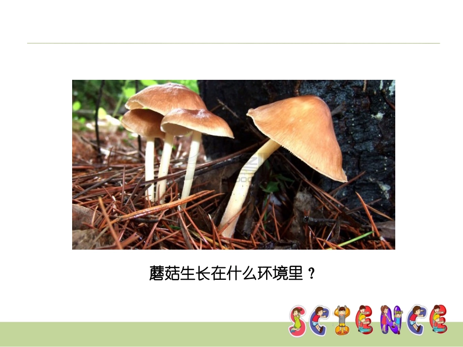 2025年小学实践活动教案：自己动手种蘑菇.ppt_第1页