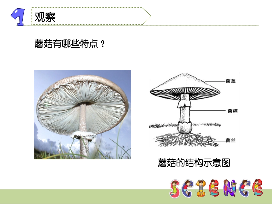 2025年小学实践活动教案：自己动手种蘑菇.ppt_第3页