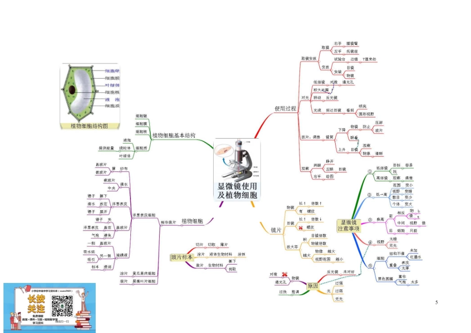 高三知识点总结整理_初中生物-思维导图（7图）.pdf_第2页
