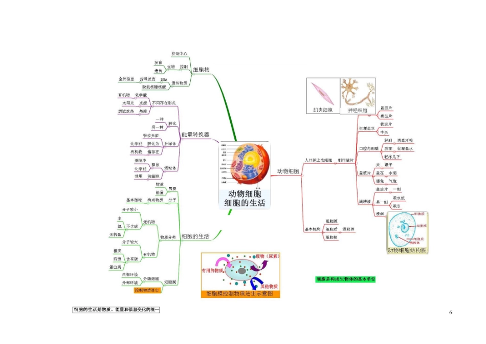 高三知识点总结整理_初中生物-思维导图（7图）.pdf_第3页