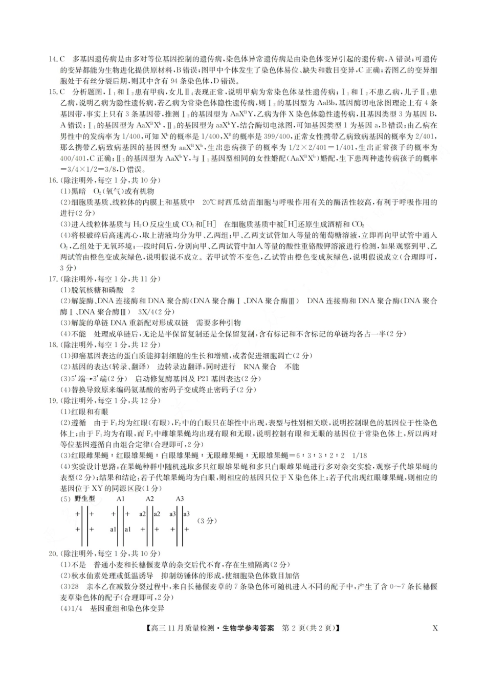 安徽省九师联盟2024届高三11月质量检测 生物答案.pdf_第2页