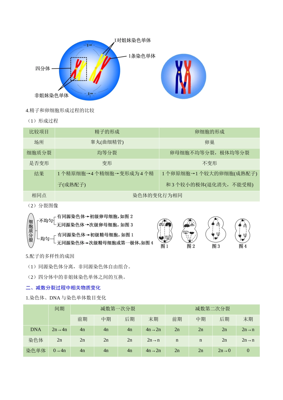 专题02 基因和染色体的关系（知识梳理）-【学考复习】2024年高中生物学业水平考试必备考点归纳与测试（新教材专用）.docx_第3页
