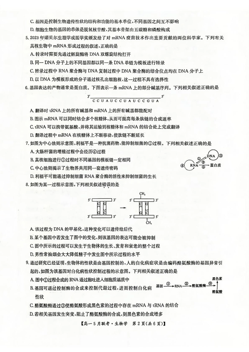 河南省洛阳市强基联盟2024-2025学年高一下学期5月月考生物试题（扫描版，有答案）.pdf_第2页