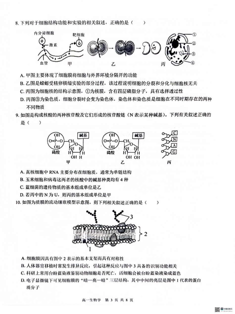 广西“贵百河—武鸣高中”2024-2025学年高一上学期12月新高考月考生物试题.pdf_第3页