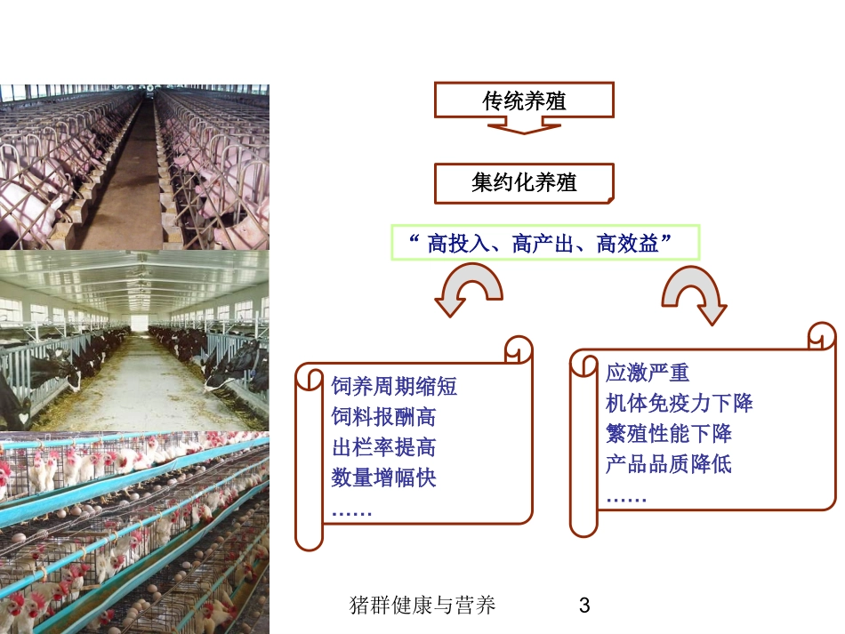 猪群健康与营养培训课件.pptx_第3页