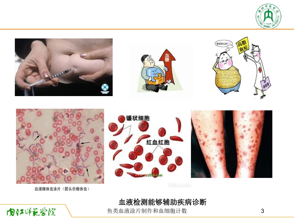 鱼类血液涂片制作和血细胞计数培训课件.pptx_第3页