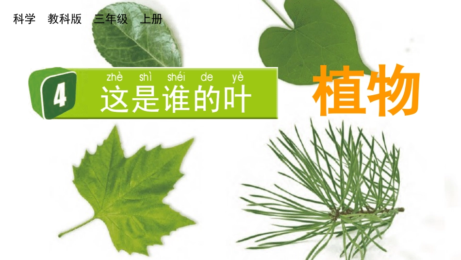 教科版科学一年级上册《这是谁的叶》教学课件.pptx_第2页