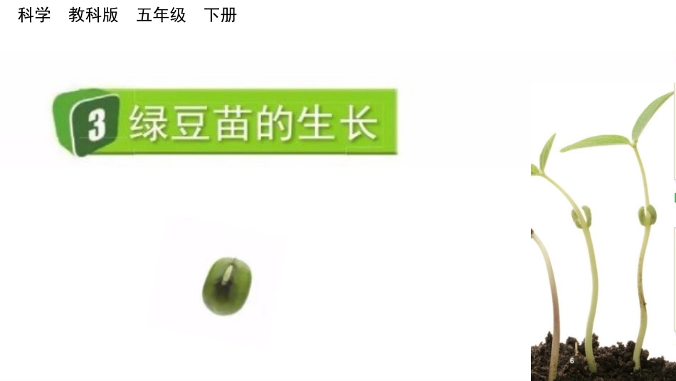 教科版科学五年级下册《绿豆苗的生长》教学课件.pptx_第2页