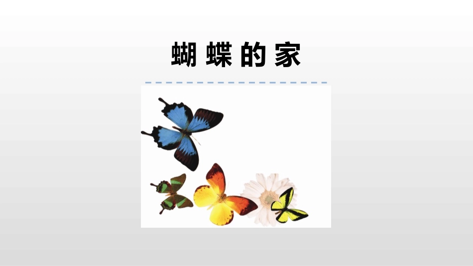 部编版四年级上册语文《蝴蝶的家》PPT课件7.pptx_第1页