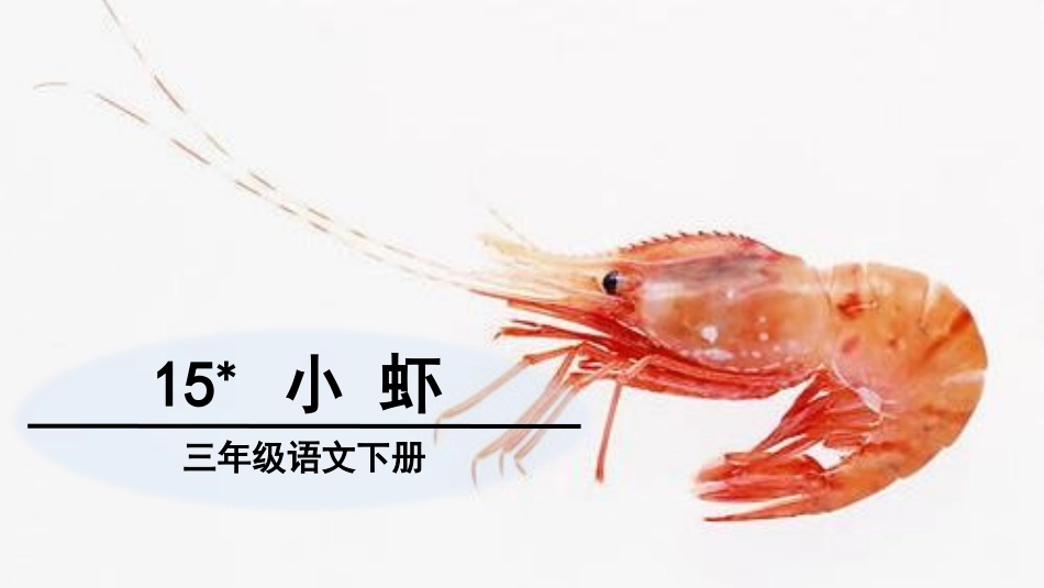 部编版三年级下册语文《小虾》课件7.pptx_第1页
