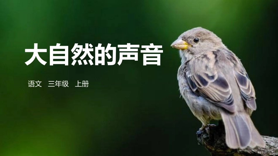 部编版三年级上册语文《大自然的声音》PPT课件2.pptx_第1页