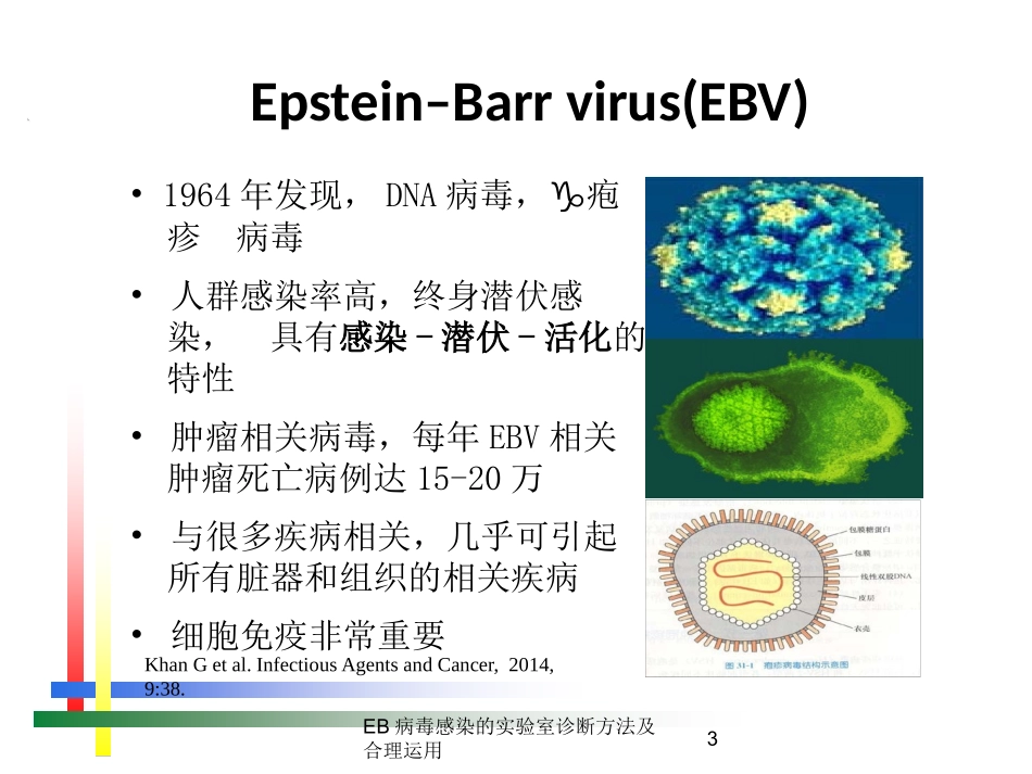 EB病毒感染的实验室诊断方法及合理运用培训课件.pptx_第3页